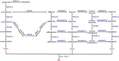 Integrative analysis of metabolome, proteome, and transcriptome for identifying genes influencing total lignin content in Populus trichocarpa